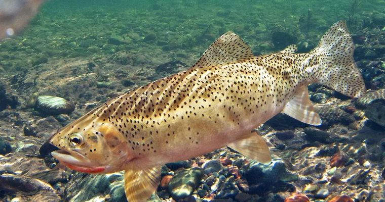 Big fish in the Flathead River Whitefish, Montana