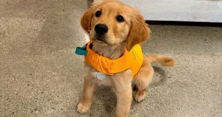 A cute puppy wearing life vest made by Tailwaggers