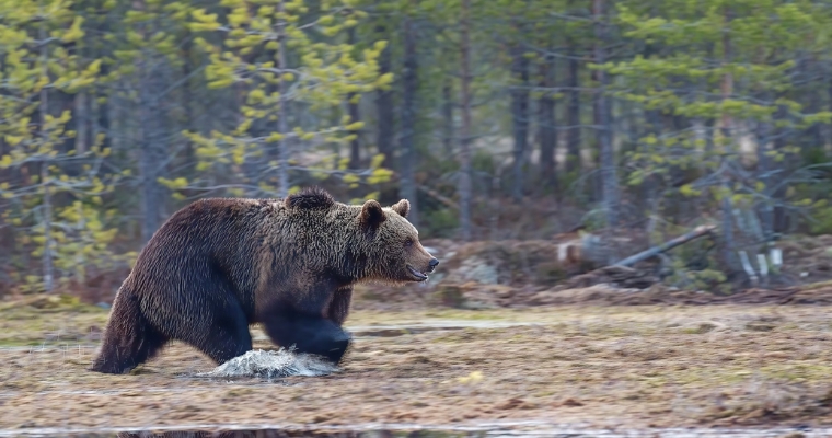 A brown bear walks through a vibrant forest, highlighting the rich wildlife viewing opportunities in Whitefish, Montana.