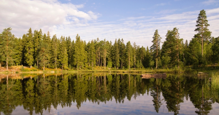 A serene lake surrounded by lush trees under a clear blue sky in Stillwater State Forest, Whitefish, Montana.