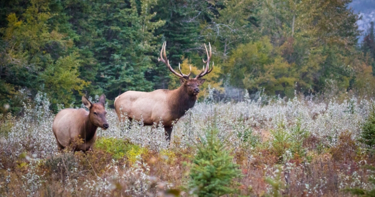 Two elk stand in a field with trees in the background, showcasing wildlife viewing in Whitefish, Montana.