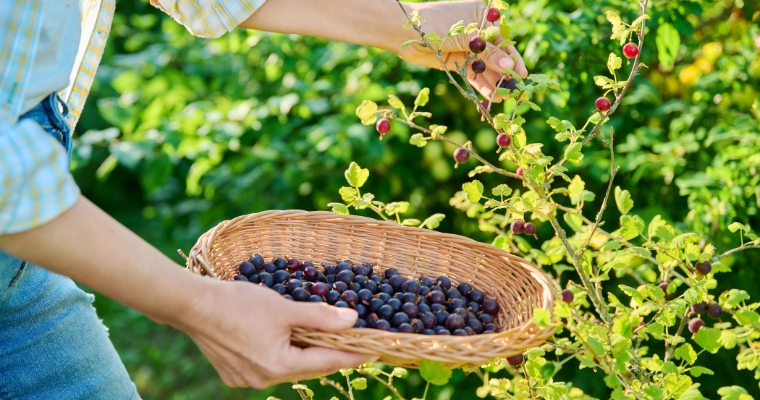 A person gathers blueberries from a bush in Whitefish, capturing the essence of summer huckleberry picking.